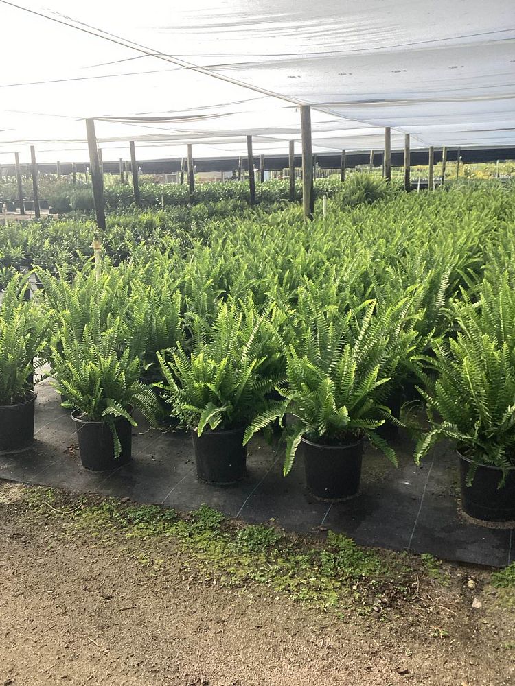 nephrolepis-swordfern