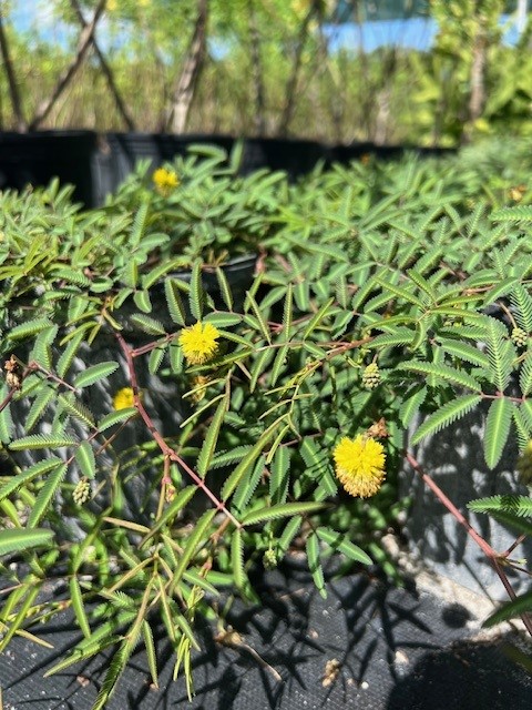 neptunia-pubescens-pubescens-tropical-puff