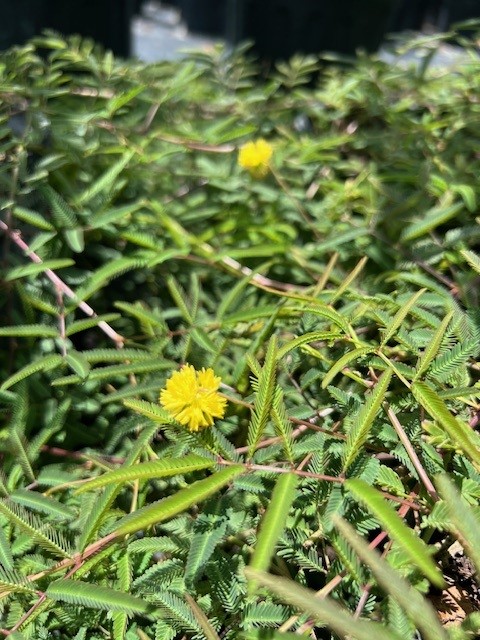 neptunia-pubescens-pubescens-tropical-puff