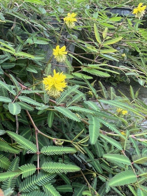 neptunia-pubescens-pubescens-tropical-puff