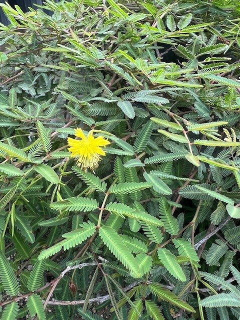 neptunia-pubescens-pubescens-tropical-puff
