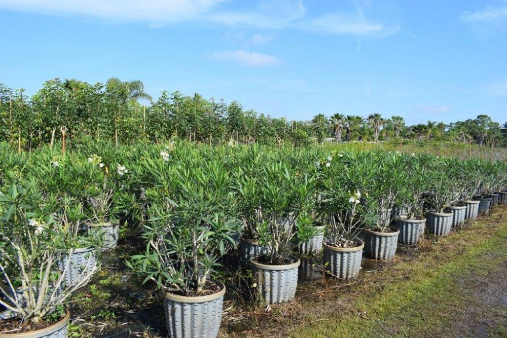 nerium-oleander-album-oleander