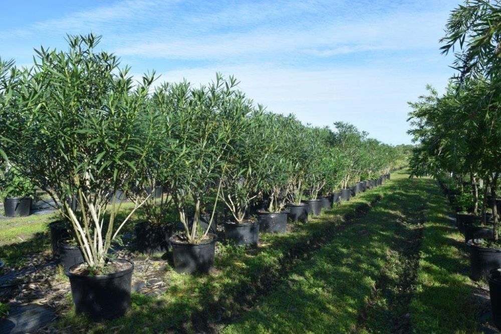 nerium-oleander-album-oleander