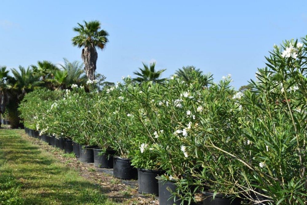 nerium-oleander-album-oleander
