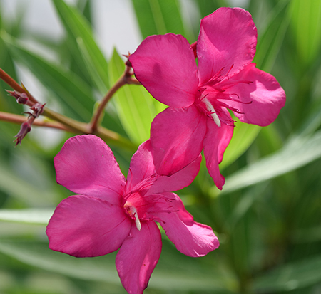 nerium-oleander-atxnokhp-austin-pretty-limits-reg-oleander