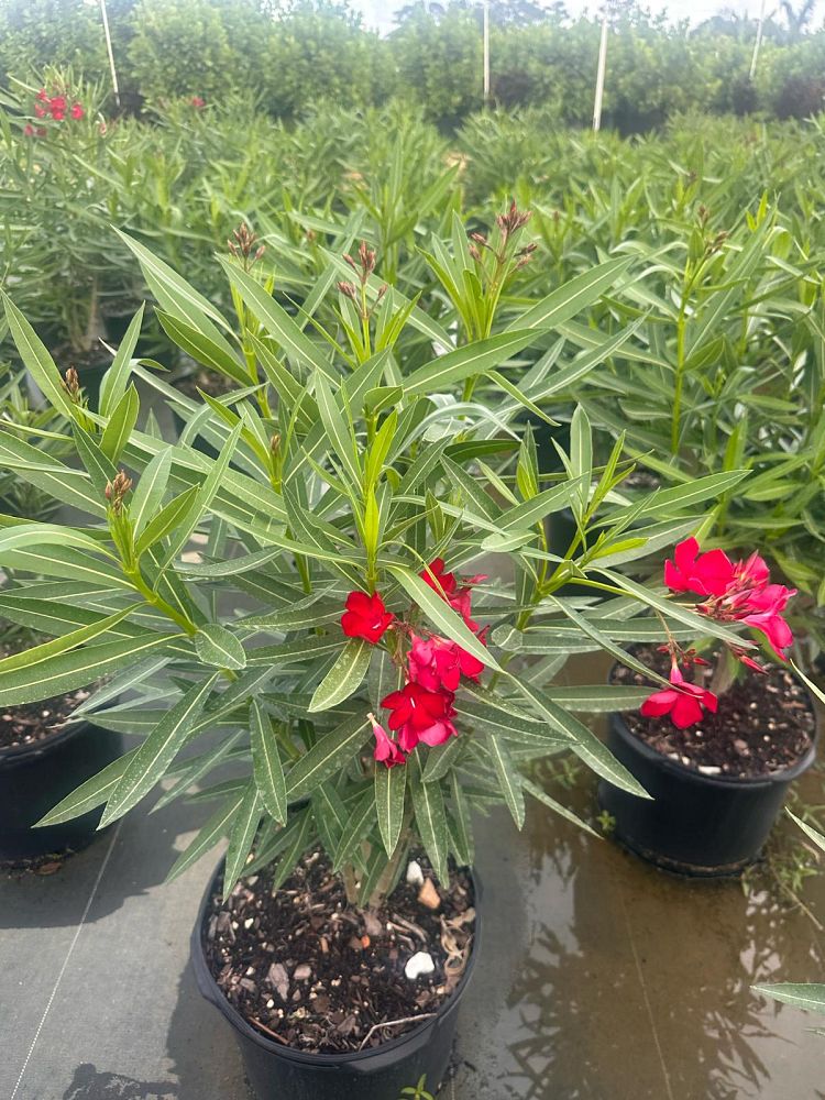 nerium-oleander-bahama-red-oleander