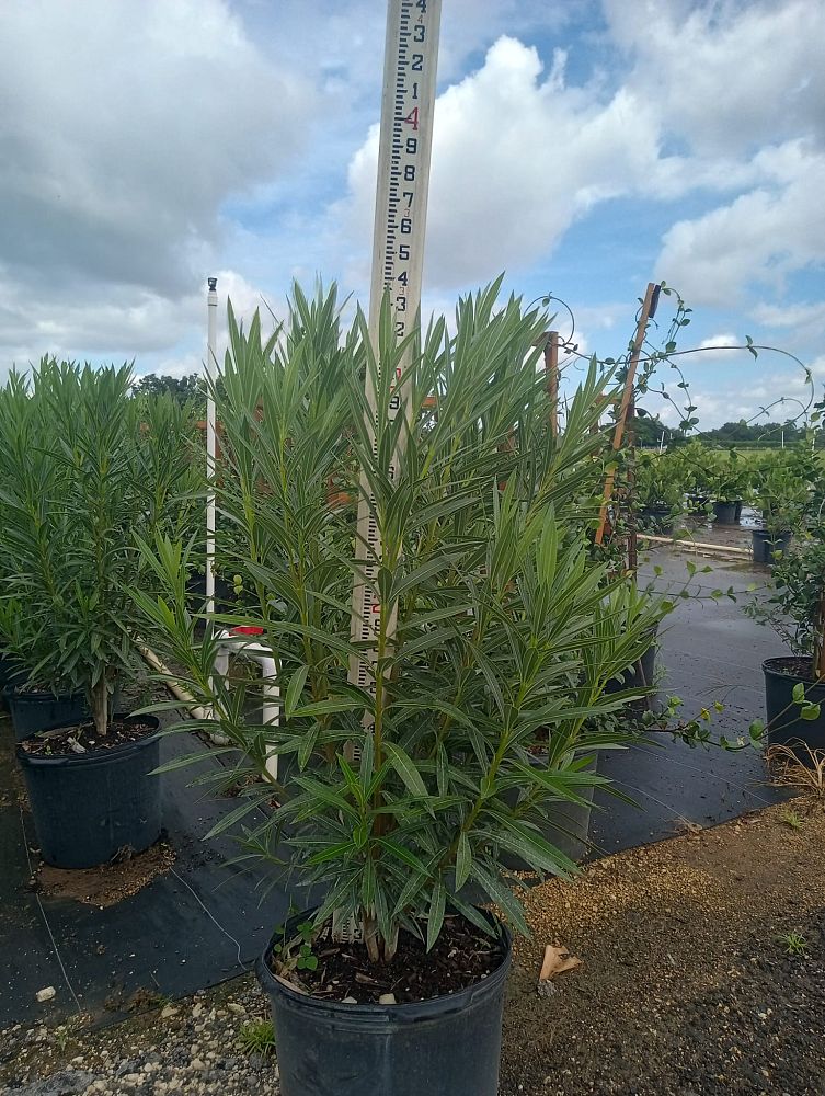 nerium-oleander-bahama-red-oleander