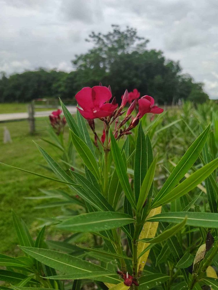 nerium-oleander-bahama-red-oleander