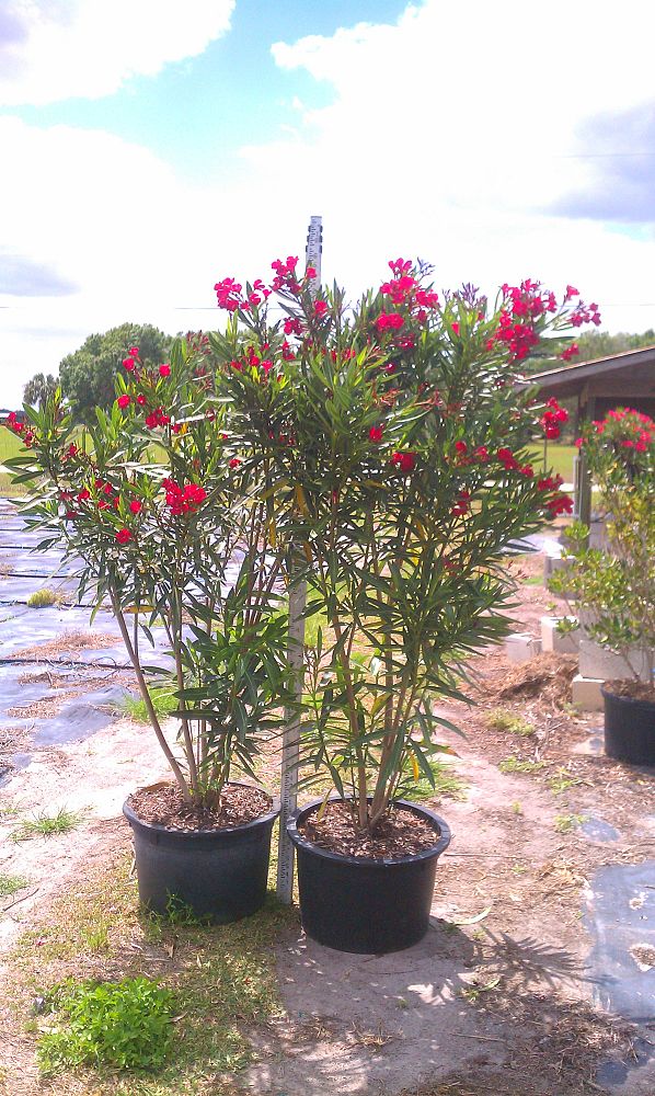 nerium-oleander-calypso-oleander