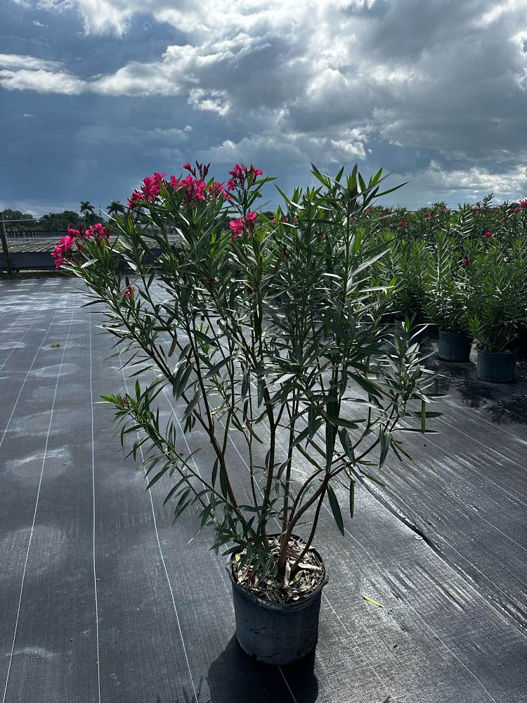 nerium-oleander-calypso-oleander