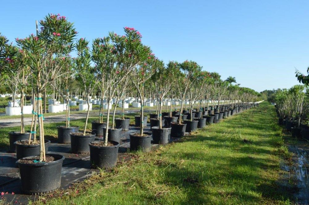 nerium-oleander-calypso-oleander