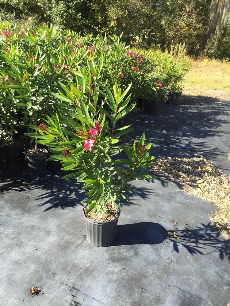 nerium-oleander-calypso-oleander