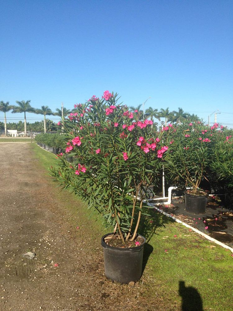 nerium-oleander-calypso-oleander