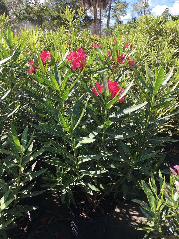 nerium-oleander-calypso-oleander
