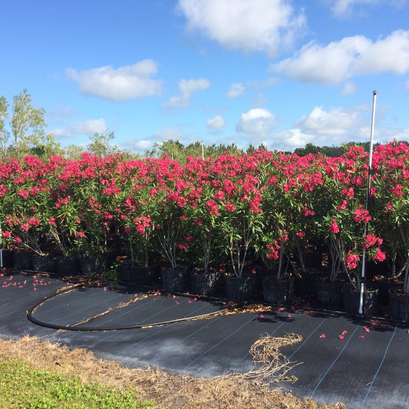 nerium-oleander-calypso-oleander