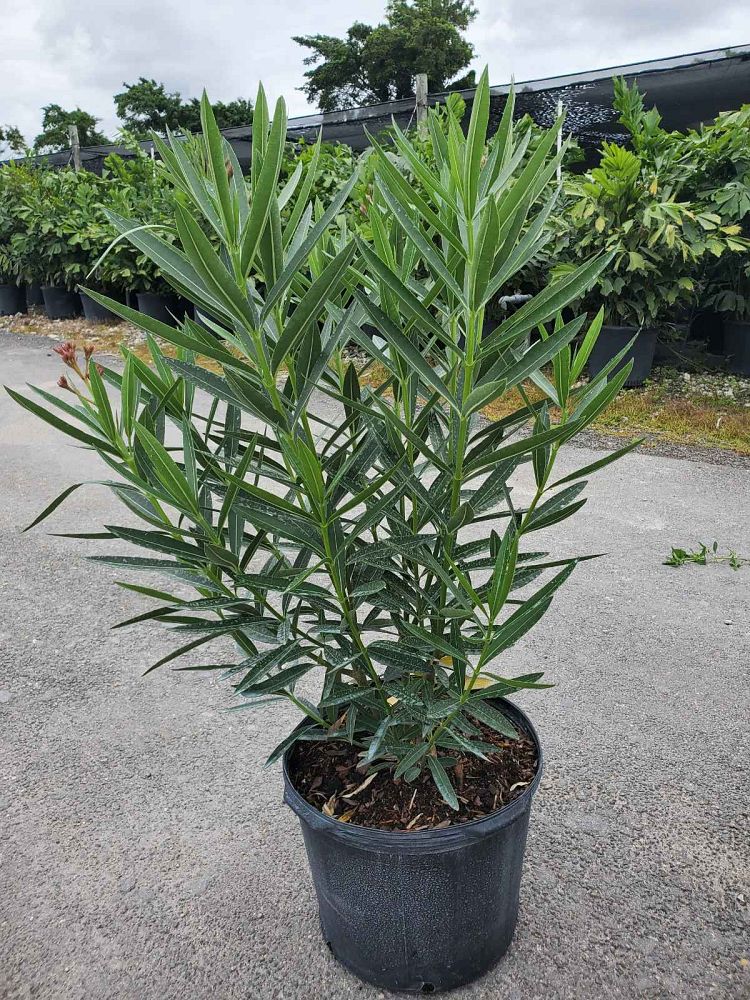 nerium-oleander-calypso-oleander