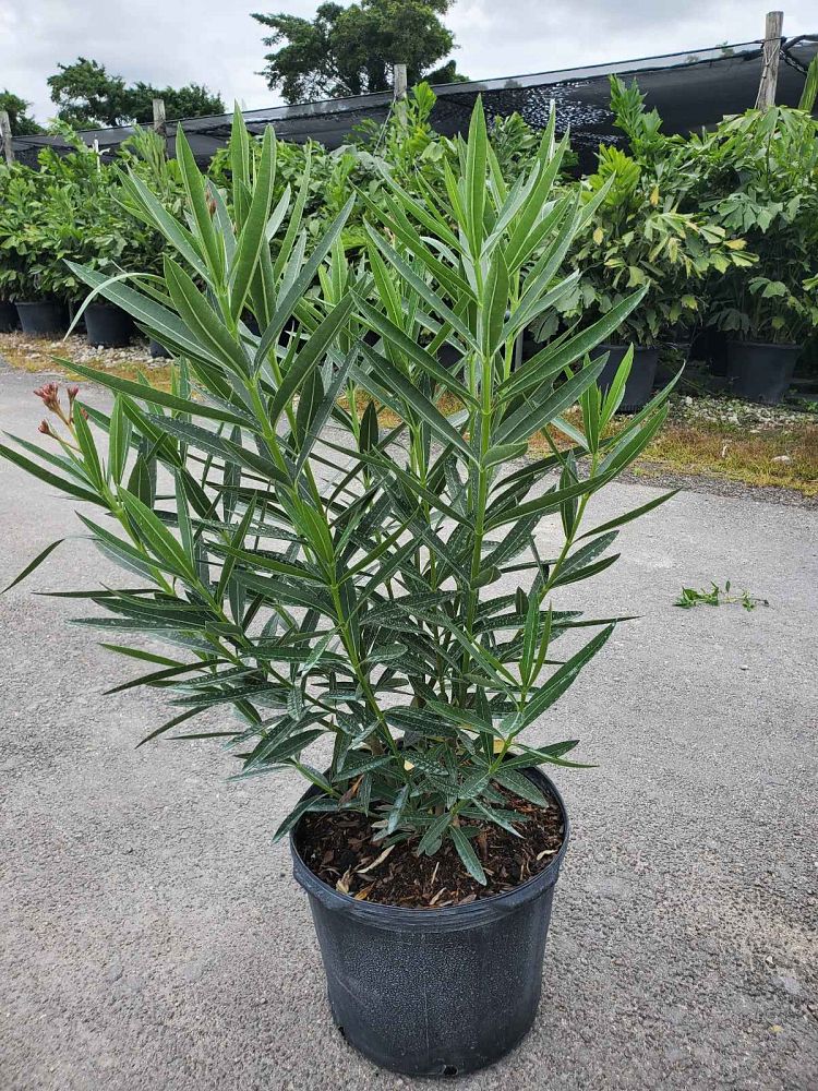 nerium-oleander-calypso-oleander