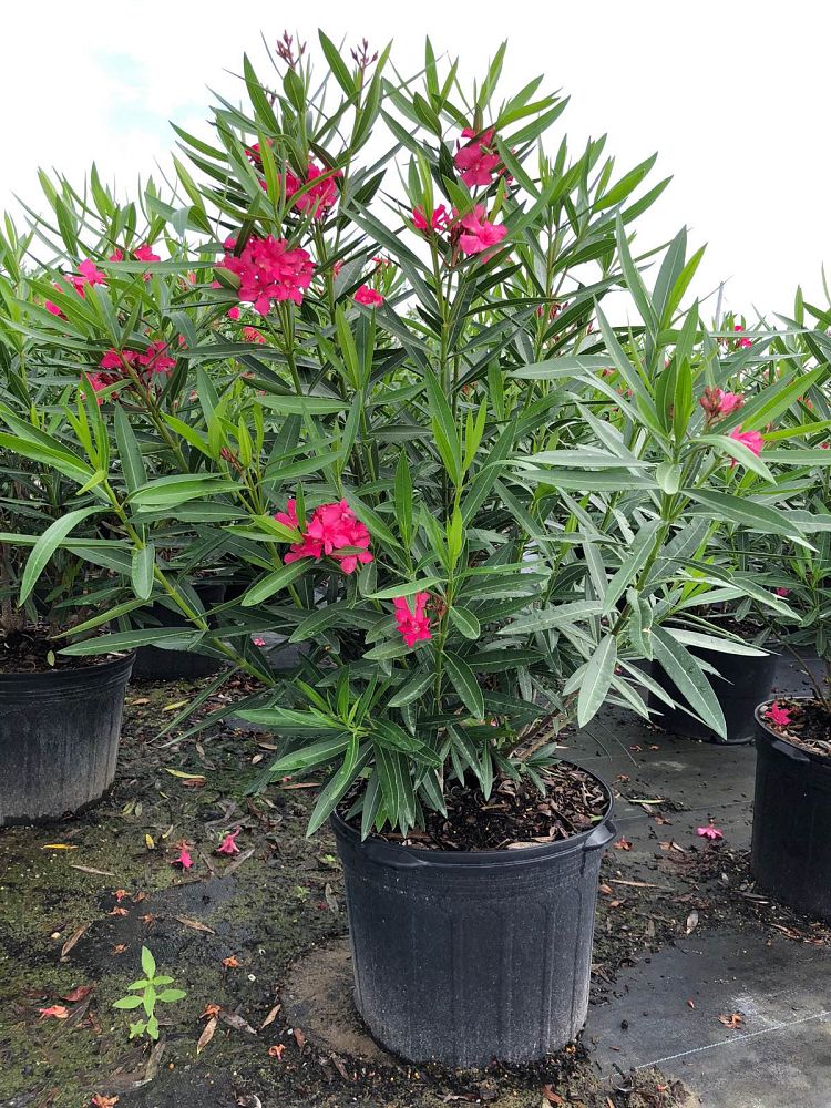 nerium-oleander-calypso-oleander