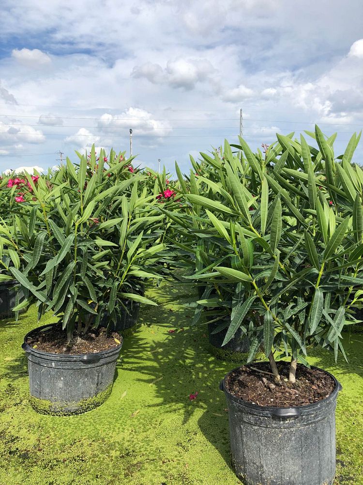 nerium-oleander-calypso-oleander