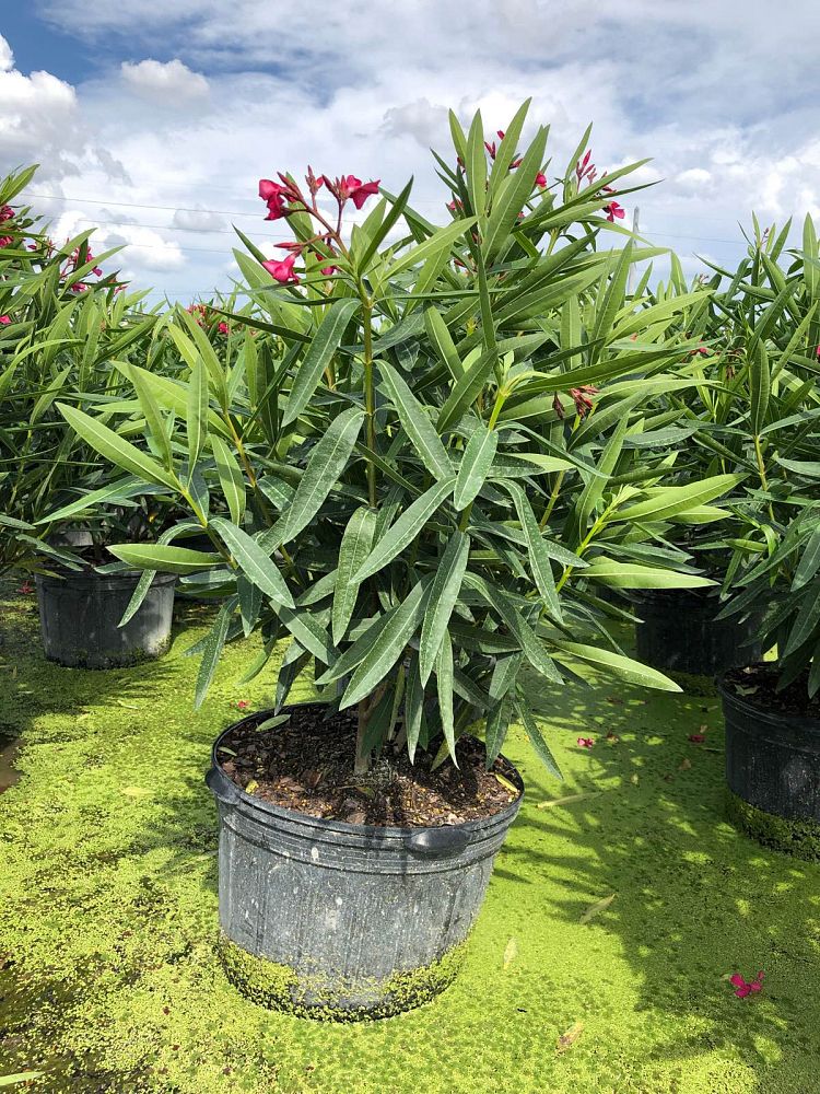 nerium-oleander-calypso-oleander