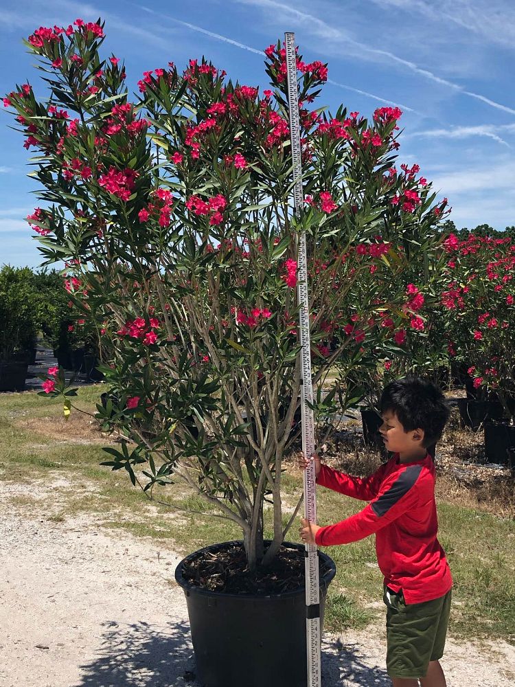 nerium-oleander-calypso-oleander