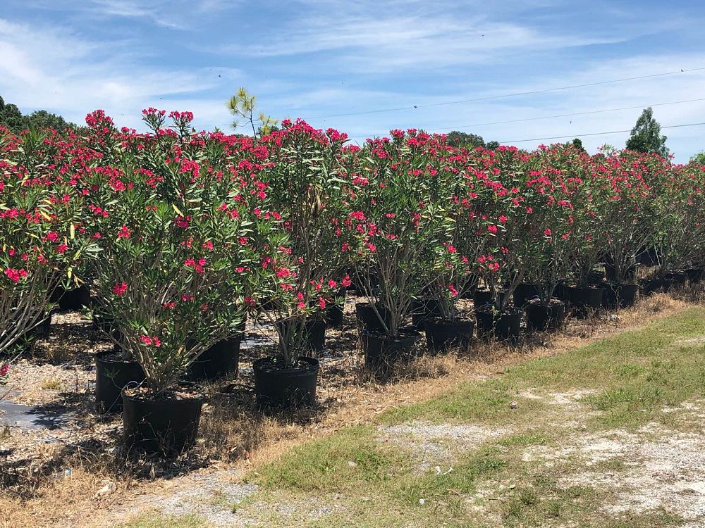 nerium-oleander-calypso-oleander