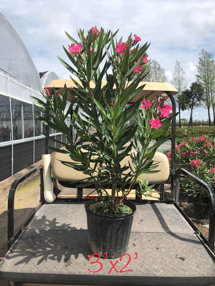 nerium-oleander-calypso-oleander