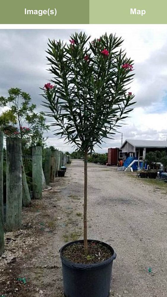 nerium-oleander-calypso-oleander