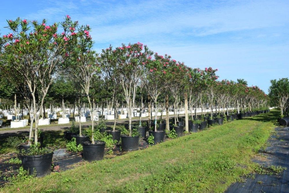 nerium-oleander-calypso-oleander
