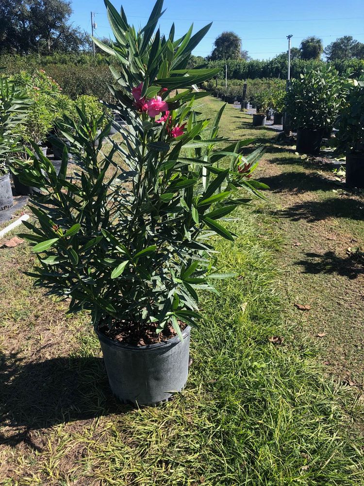 nerium-oleander-calypso-oleander