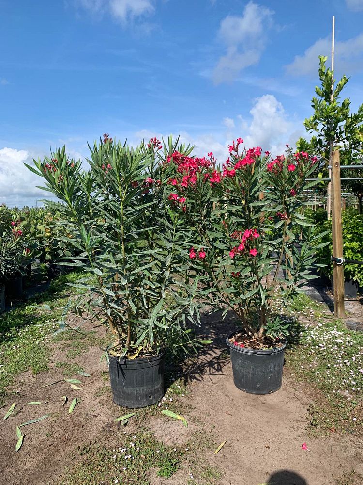 nerium-oleander-calypso-oleander