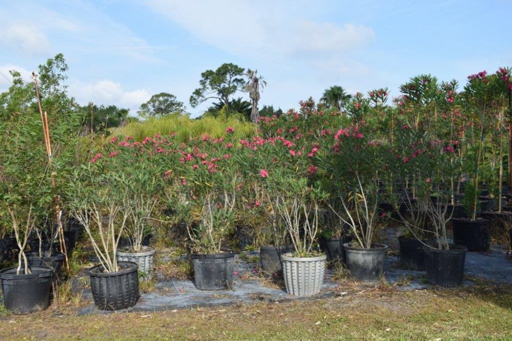 nerium-oleander-calypso-oleander