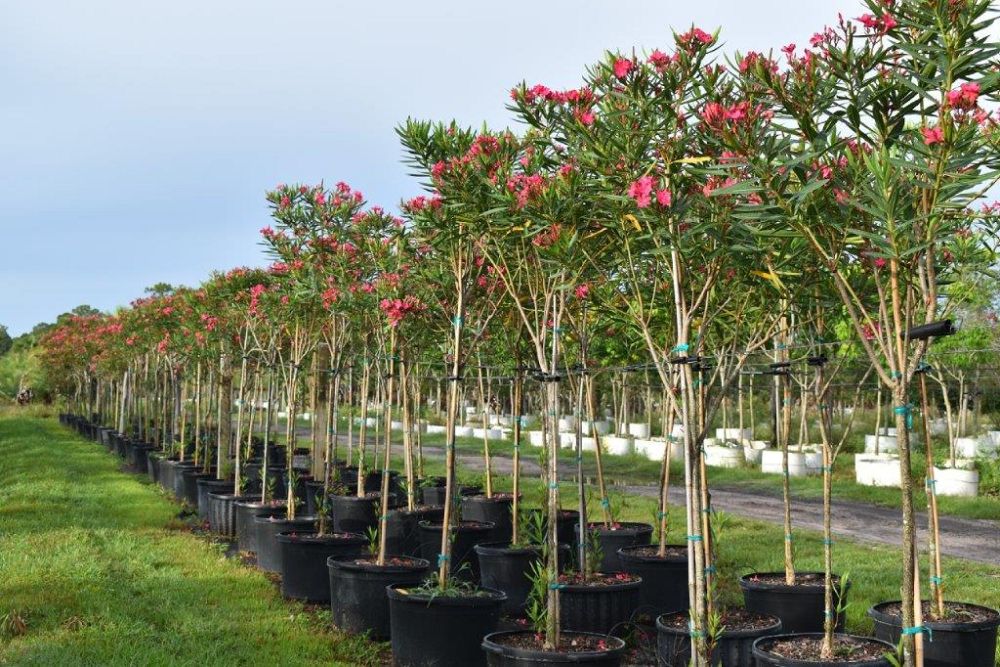 nerium-oleander-calypso-oleander