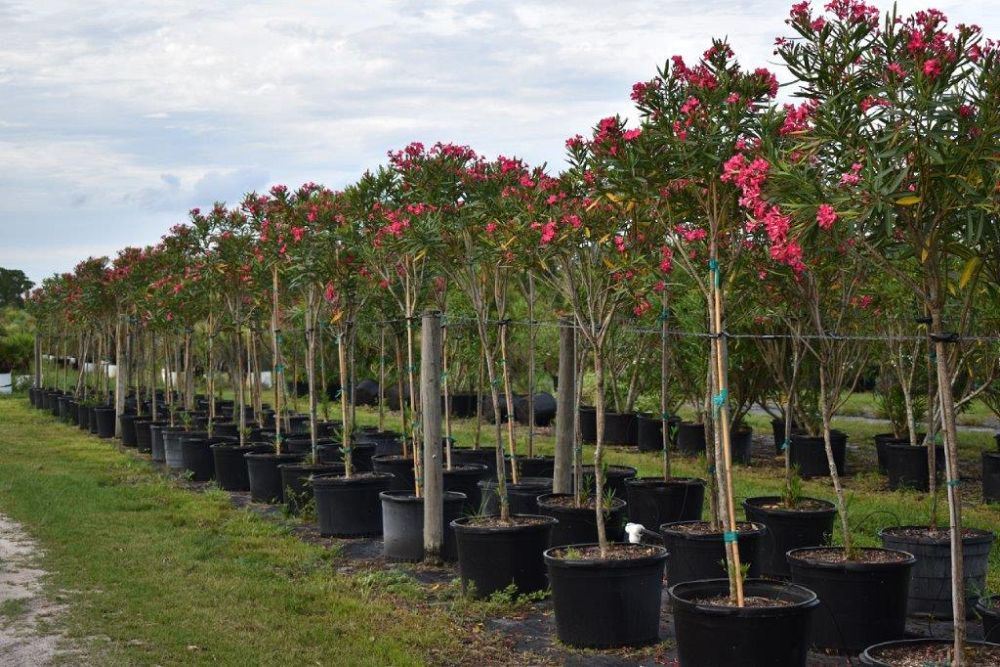 nerium-oleander-calypso-oleander