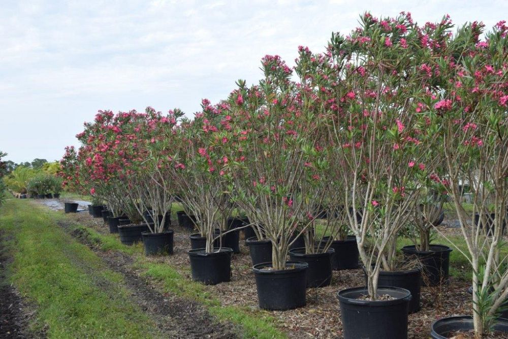 nerium-oleander-calypso-oleander