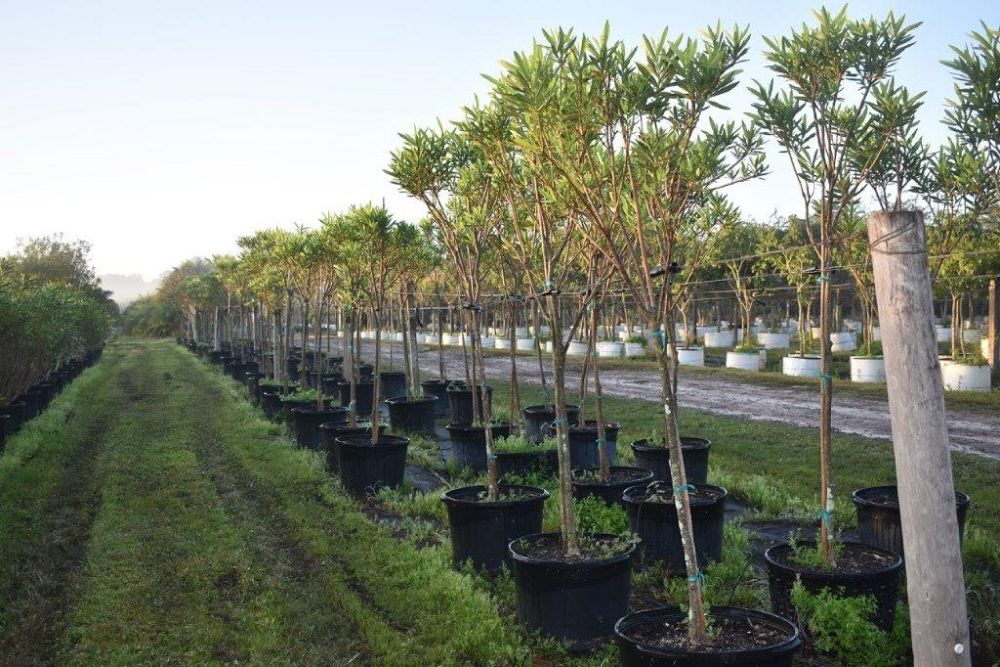 nerium-oleander-calypso-oleander