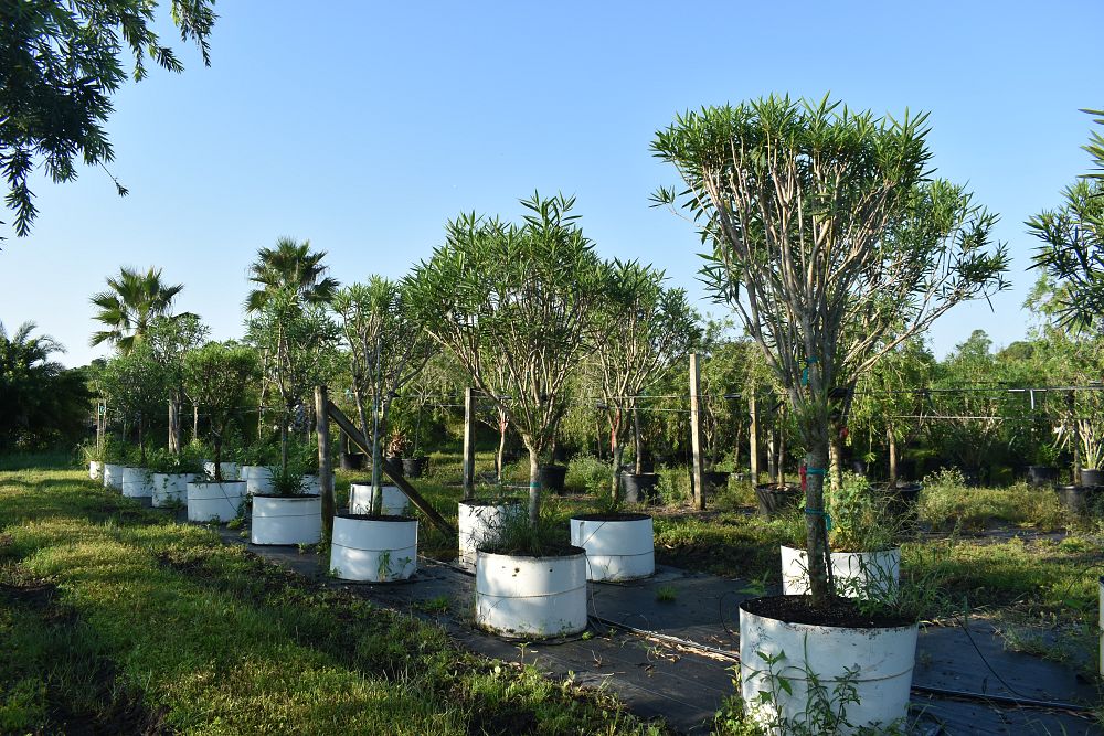 nerium-oleander-calypso-oleander