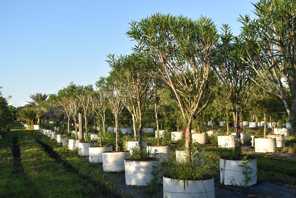 nerium-oleander-calypso-oleander