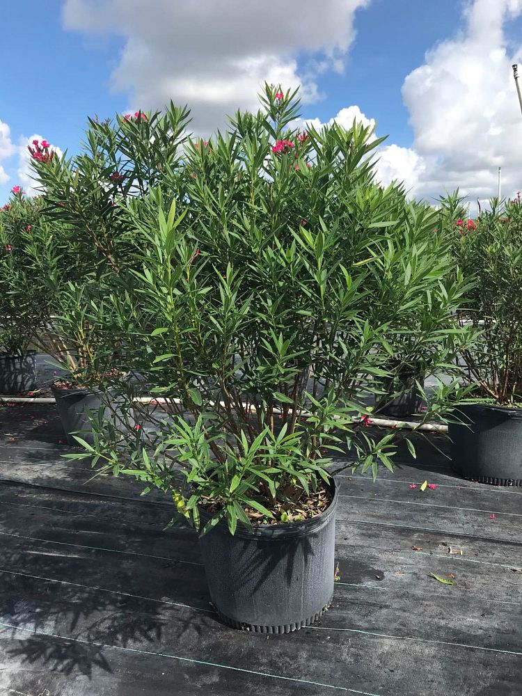 nerium-oleander-calypso-oleander