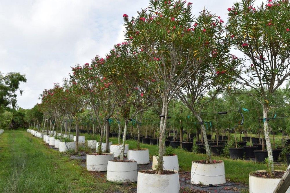 nerium-oleander-calypso-oleander