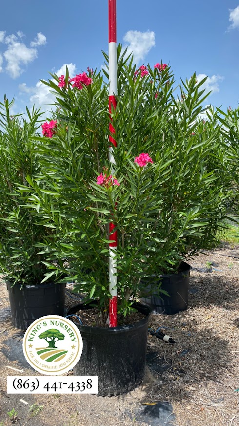 nerium-oleander-calypso-oleander