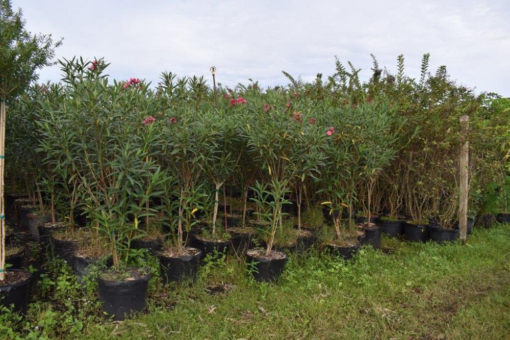 nerium-oleander-calypso-oleander