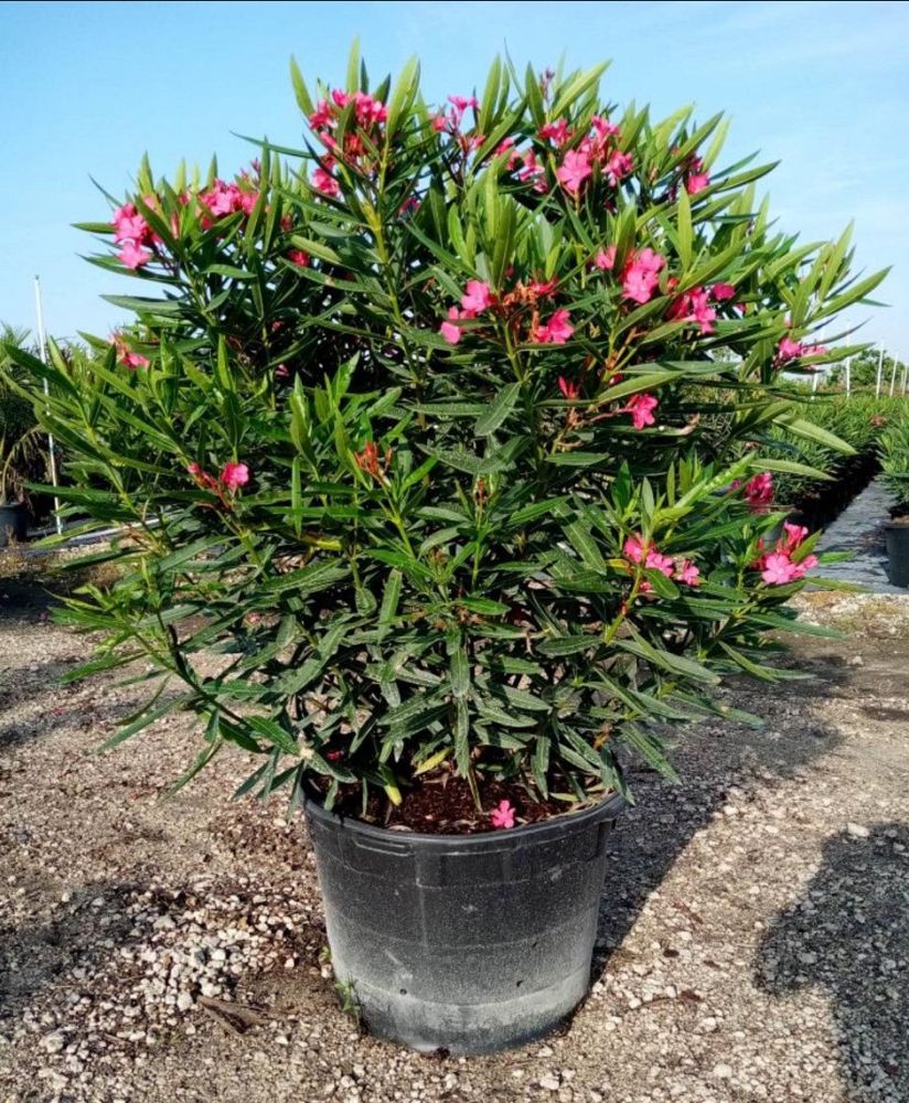 nerium-oleander-calypso-oleander