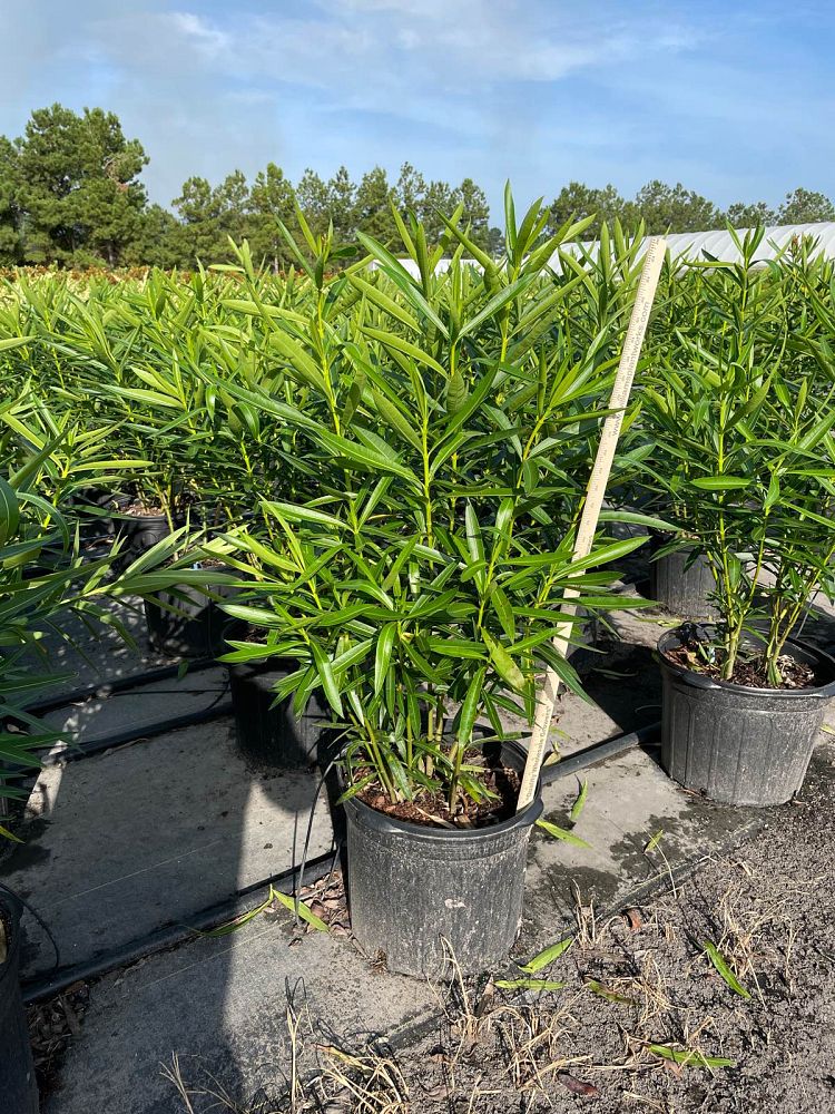 nerium-oleander-calypso-oleander