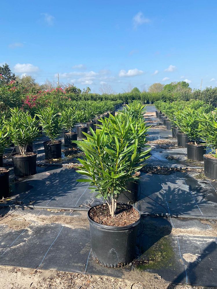 nerium-oleander-calypso-oleander