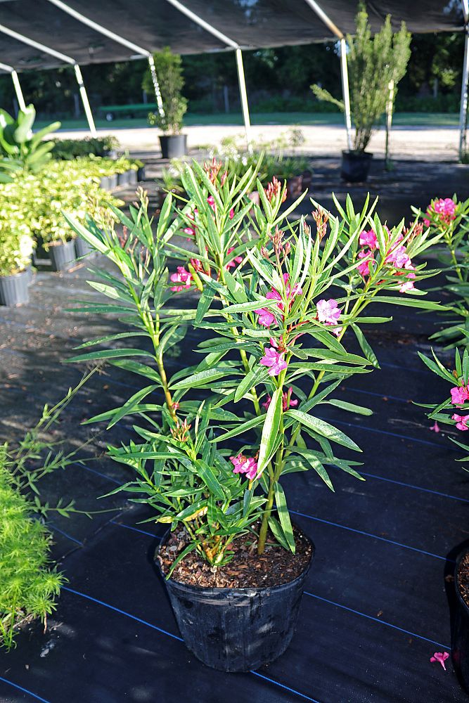 nerium-oleander-calypso-oleander