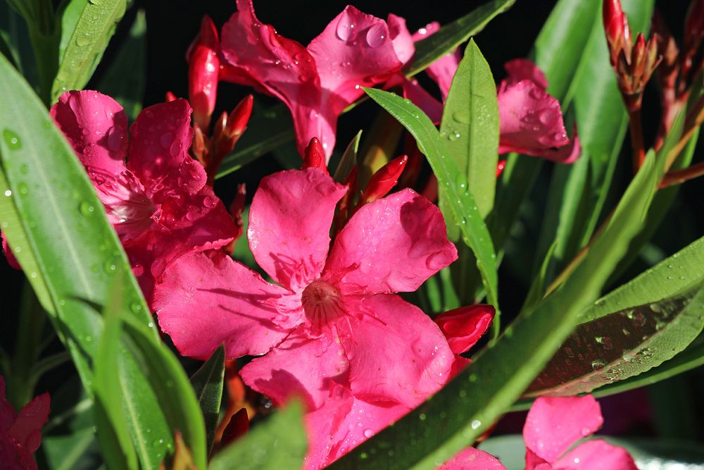 nerium-oleander-calypso-oleander