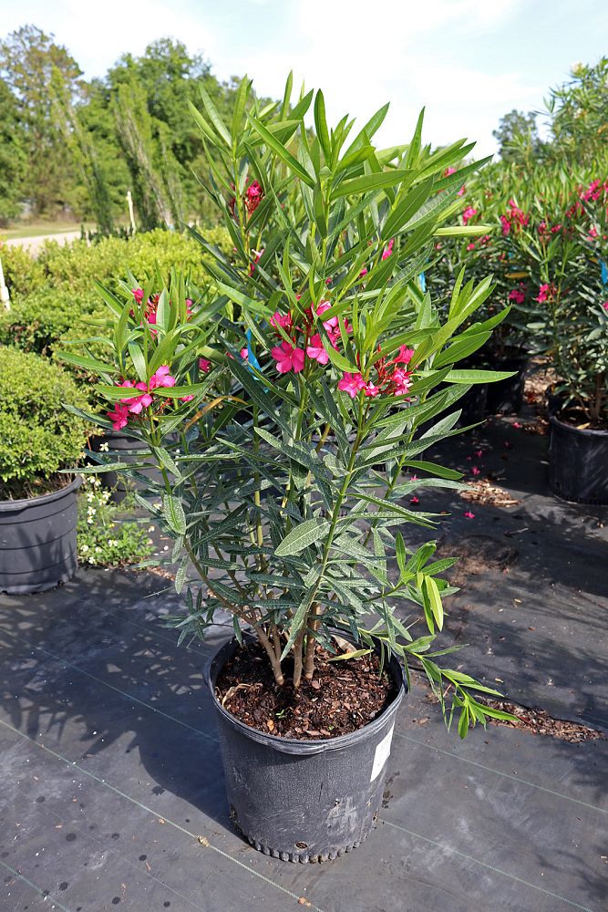 nerium-oleander-calypso-oleander