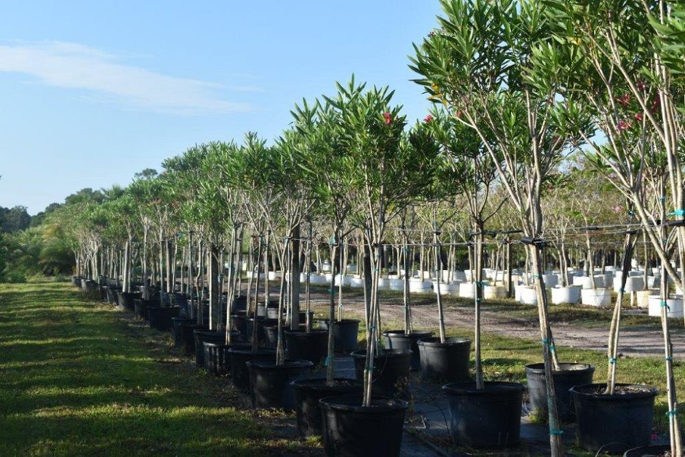 nerium-oleander-calypso-oleander