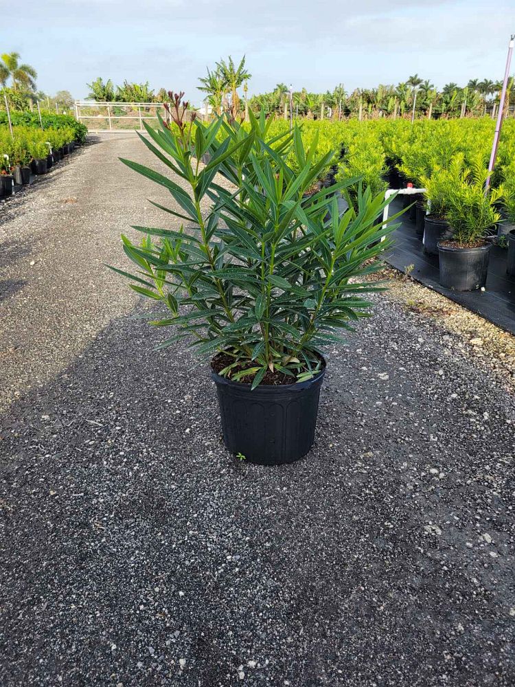nerium-oleander-calypso-oleander